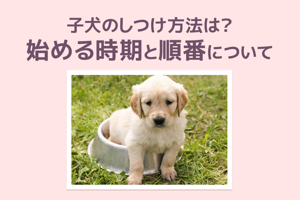 子犬のしつけ方法は？始める時期と順番について