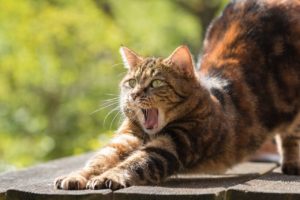 早く気づいてあげることが大切！猫のストレスサインについて