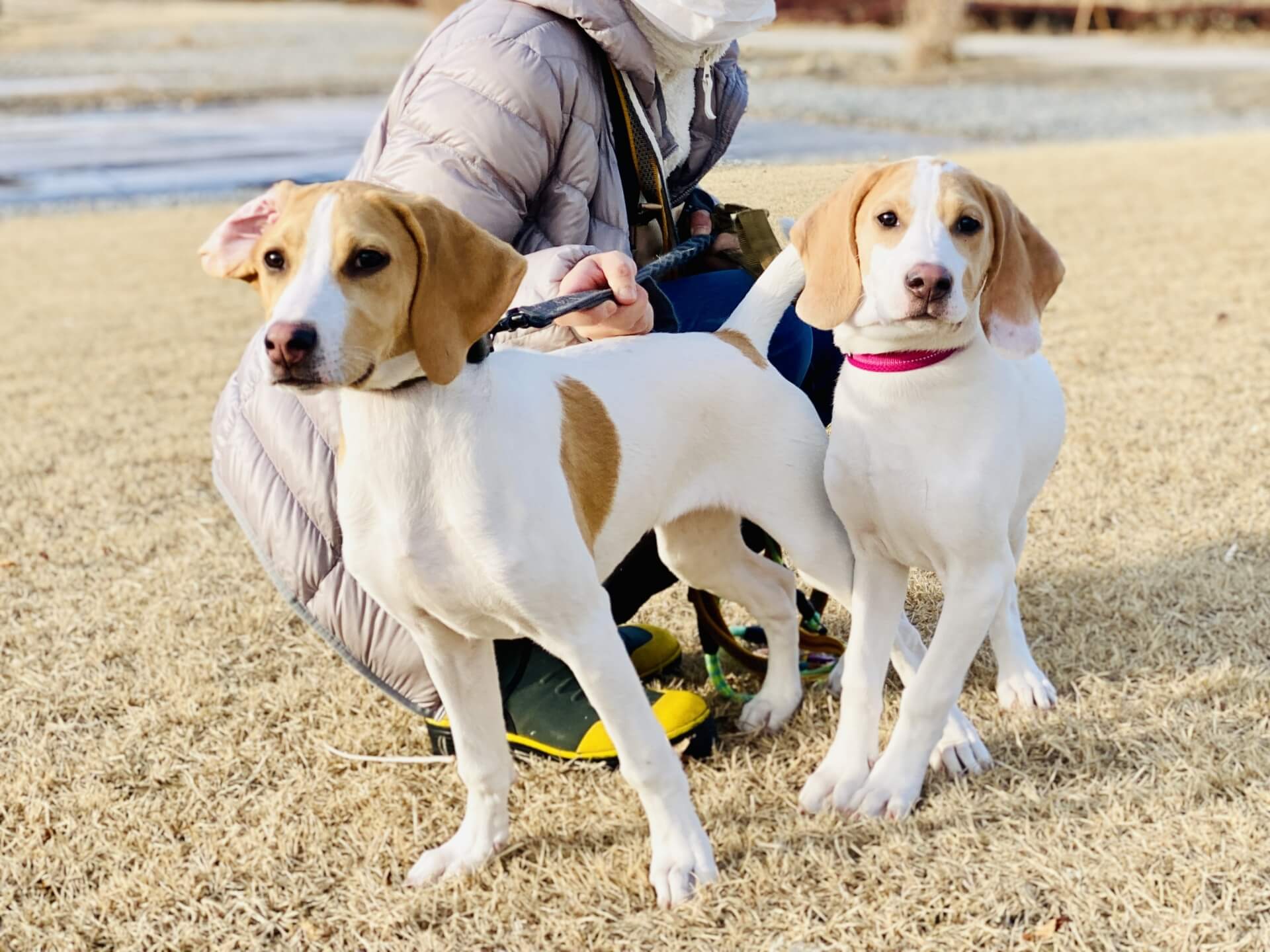 犬のしつけインストラクター資格試験概要